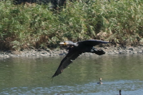 トリミング 2015/9月 TAMRONsp70-300+7D2 焦点距離70mm F/8 ss1/800 ISO500 Case3