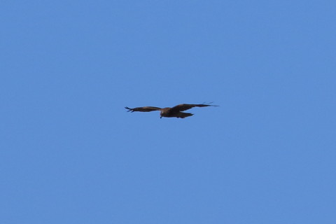 トリミング 2015/9月 TAMRONsp70-300+7D2 焦点距離300mm F/8 ss1/640 ISO125 Case3