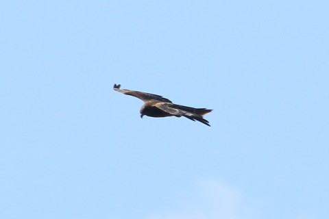 トリミング 2015/9月 TAMRONsp70-300+7D2 焦点距離300mm F/8 ss1/640 ISO125 Case3