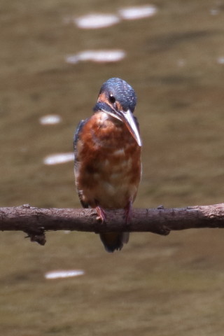 トリミング 2015/9月 TAMRONsp70-300+7D2 焦点距離300mm F/8 ss1/250 ISO500