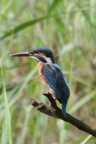 トリミング 2015/9月 TAMRONsp70-300+7D2 焦点距離300mm F/8 ss1/250 ISO125