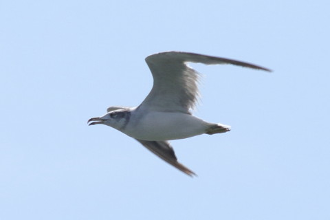 トリミング 2015/9月 TAMRONsp70-300+7D2 焦点距離300mm F/8 ss1/800 ISO100 Case3