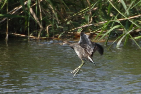 トリミング 2015/9月 TAMRONsp70-300+7D2 焦点距離300mm F/8 ss1/800 ISO320 Case1