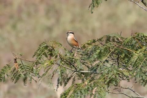 トリミング 2015/9月 TAMRONsp70-300+7D2 焦点距離300mm F/8 ss1/1250 ISO640