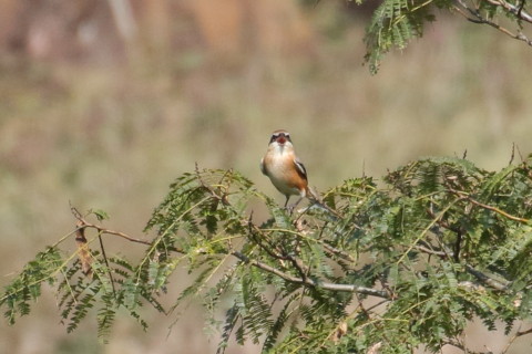 トリミング 2015/9月 TAMRONsp70-300+7D2 焦点距離300mm F/8 ss1/1000 ISO500