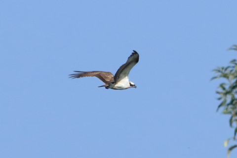 トリミング 2015/9月 TAMRONsp70-300+7D2 焦点距離300mm F/8 ss1/1250 ISO320 Case1