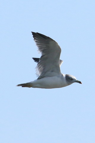 トリミング 2015/9月 TAMRONsp70-300+7D2 焦点距離300mm F/8 ss1/2000 ISO320 Case1