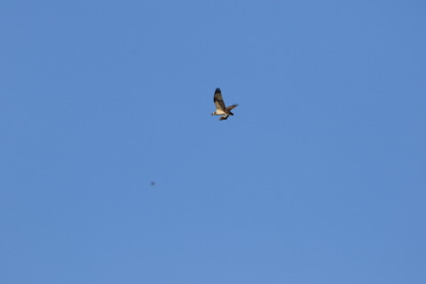 2015/9月 TAMRONsp70-300+7D2 焦点距離300mm F/8 ss1/800 ISO200 Case1