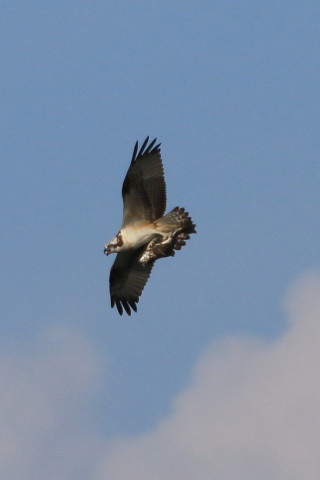 トリミング 2015/9月 TAMRONsp70-300+7D2 焦点距離300mm F/8 ss1/1600 ISO400 Case1