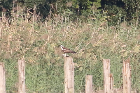 トリミング 2015/9月 TAMRONsp70-300+7D2 焦点距離300mm F/8 ss1/1600 ISO1250