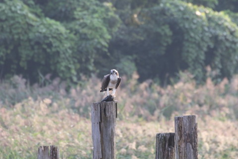 2015/9月 TAMRONsp70-300+7D2 焦点距離300mm F/8 ss1/320 ISO800