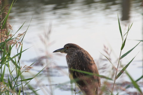 2015/9月 TAMRONsp70-300+7D2 焦点距離300mm F/8 ss1/500 ISO320