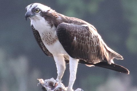  トリミング 2015/9月 TAMRONsp70-300+7D2 焦点距離300mm F/8 ss1/500 ISO1600