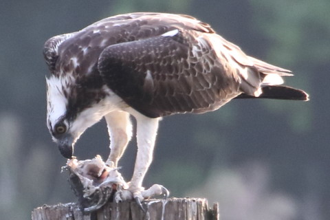  トリミング 2015/9月 TAMRONsp70-300+7D2 焦点距離300mm F/8 ss1/500 ISO1600