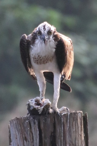 トリミング 2015/9月 TAMRONsp70-300+7D2 焦点距離300mm F/8 ss1/640 ISO1250