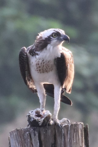 トリミング 2015/9月 TAMRONsp70-300+7D2 焦点距離300mm F/8 ss1/640 ISO1600