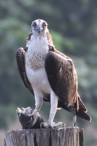 トリミング 2015/9月 TAMRONsp70-300+7D2 焦点距離300mm F/8 ss1/320 ISO1250