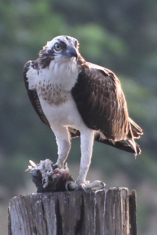 トリミング 2015/9月 TAMRONsp70-300+7D2 焦点距離300mm F/8 ss1/640 ISO1600