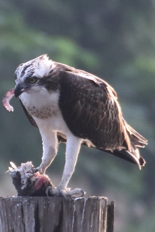 トリミング 2015/9月 TAMRONsp70-300+7D2 焦点距離300mm F/8 ss1/400 ISO1600