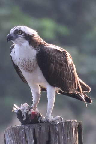 トリミング 2015/9月 TAMRONsp70-300+7D2 焦点距離300mm F/8 ss1/400 ISO1600