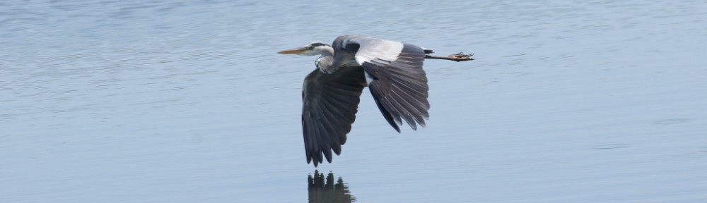 にわかカメラマンの撮ってみた!!（N'sHOME別館）