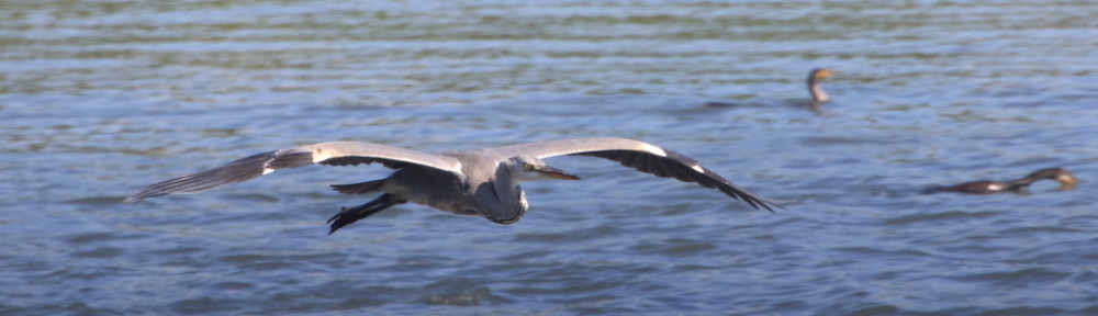 にわかカメラマンの撮ってみた!!（N'sHOME別館）