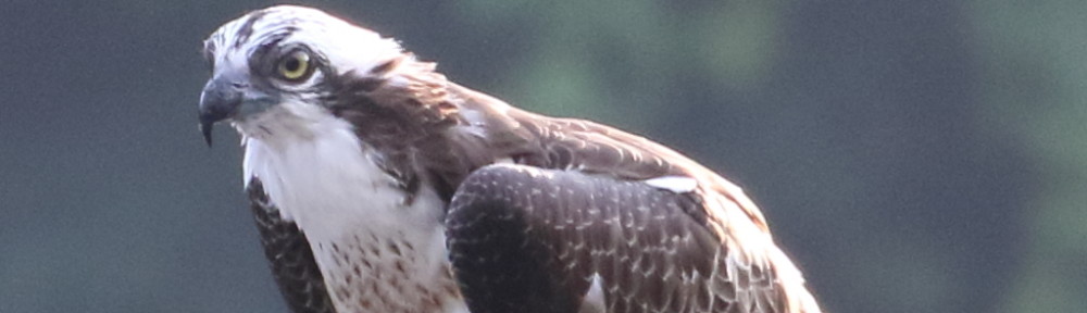 にわかカメラマンの撮ってみた!!（N'sHOME別館）