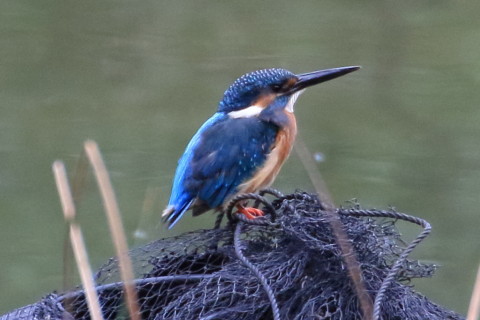 トリミング 2015/9月 TAMRONsp70-300+7D2 焦点距離300mm F/8 ss1/320 ISO1600
