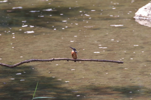 2015/9月 TAMRONsp70-300+7D2 焦点距離300mm F/8 ss1/250 ISO800