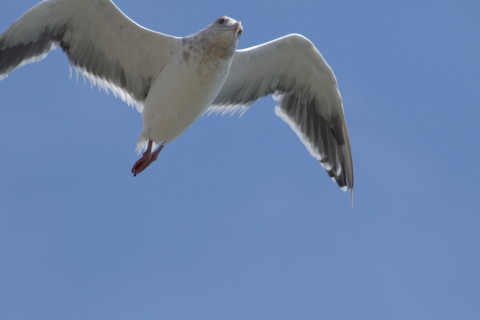 2015/9月 TAMRONsp70-300+7D2 焦点距離300mm F/8 ss1/1250 ISO320 Case3