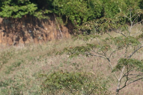 2015/9月 TAMRONsp70-300+7D2 焦点距離300mm F/8 ss1/1250 ISO640