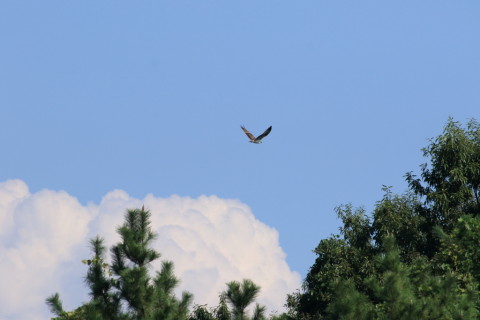 2015/9月 TAMRONsp70-300+7D2 焦点距離300mm F/8 ss1/1250 ISO320 Case1