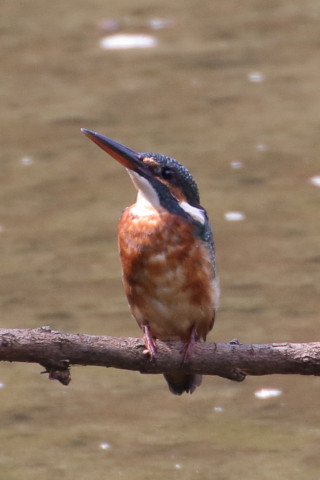 トリミング 2015/9月 TAMRONsp70-300+7D2 焦点距離300mm F/8 ss1/250 ISO800