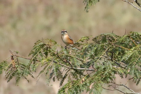 トリミング 2015/9月 TAMRONsp70-300+7D2 焦点距離300mm F/8 ss1/1250 ISO640