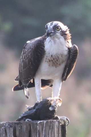 トリミング 2015/9月 TAMRONsp70-300+7D2 焦点距離300mm F/8 ss1/320 ISO800