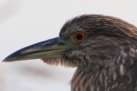 トリミング 2015/9月 TAMRONsp70-300+7D2 焦点距離300mm F/8 ss1/500 ISO320
