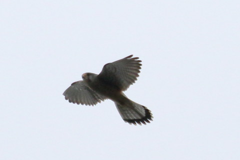 トリミング 2015/10月 TAMRONsp70-300+7D2 焦点距離300mm F/8 ss1/800 ISO400 Case3