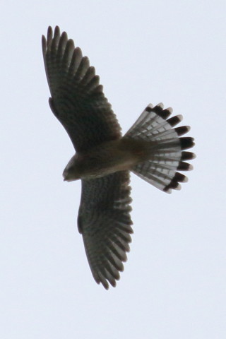 トリミング 2015/10月 TAMRONsp70-300+7D2 焦点距離300mm F/8 ss1/800 ISO320 Case3