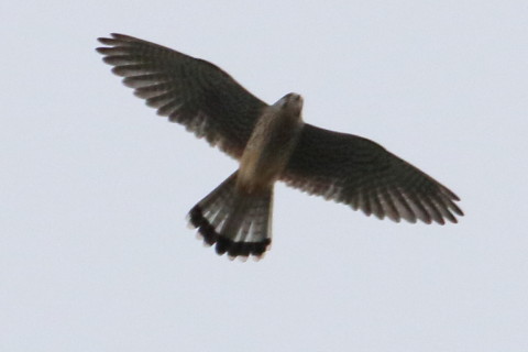 トリミング 2015/10月 TAMRONsp70-300+7D2 焦点距離300mm F/8 ss1/800 ISO500 Case3