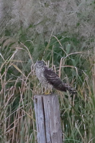 トリミング 2015/10月 TAMRONsp70-300+7D2 焦点距離300mm F/8 ss1/800 ISO1600