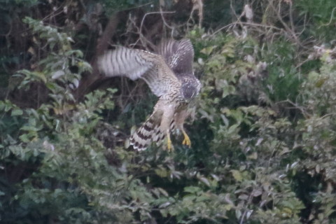 トリミング 2015/10月 TAMRONsp70-300+7D2 焦点距離300mm F/8 ss1/320 ISO1600 Case2