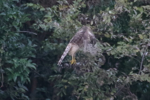 トリミング 2015/10月 TAMRONsp70-300+7D2 焦点距離300mm F/8 ss1/320 ISO1600 Case2