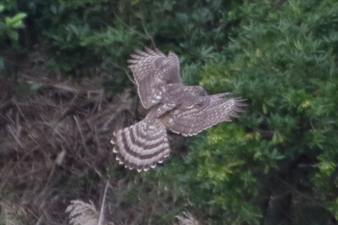 トリミング 2015/10月 TAMRONsp70-300+7D2 焦点距離300mm F/8 ss1/500 ISO1600 Case3