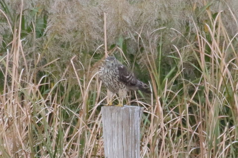 トリミング 2015/10月 TAMRONsp70-300+7D2 焦点距離300mm F/8 ss1/500 ISO1250