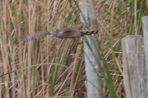 トリミング 2015/10月 TAMRONsp70-300+7D2 焦点距離300mm F/8 ss1/250 ISO400 Case1