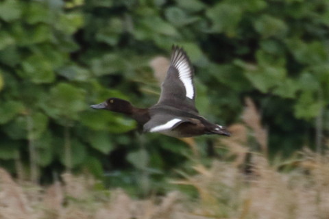 トリミング 2015/10月 TAMRONsp70-300+7D2 焦点距離300mm F8 ss1/800 ISO800 Case4