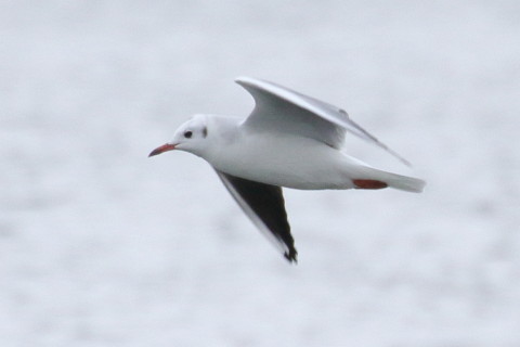 トリミング 2015/10月 TAMRONsp70-300+7D2 焦点距離300mm F8 ss1/800 ISO250 Case5