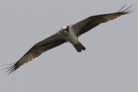 トリミング 2015/10月 TAMRONsp70-300+7D2 焦点距離300mm F8 ss1/800 ISO200 Case5