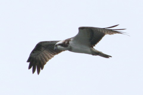 トリミング 2015/10月 TAMRONsp70-300+7D2 焦点距離300mm F8 ss1/800 ISO160 Case5