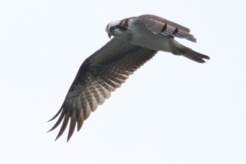 トリミング 2015/10月 TAMRONsp70-300+7D2 焦点距離300mm F8 ss1/800 ISO125 Case5